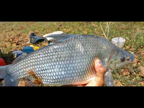 Era pra ser Pescaria de tilapia Mais fui surpreendido