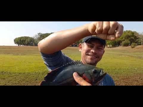 Pescaria de tilapia no Rio Grande dia e noite na ceva até