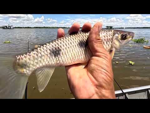 Não dava tempo de tirar o peixe do anzol a outra vara
