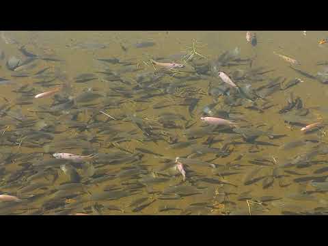 Eles nunca tinha visto tanta tilapia assim queria pegar até