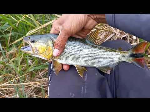 toda vez que chove pode descer nesse Rio a pesca é