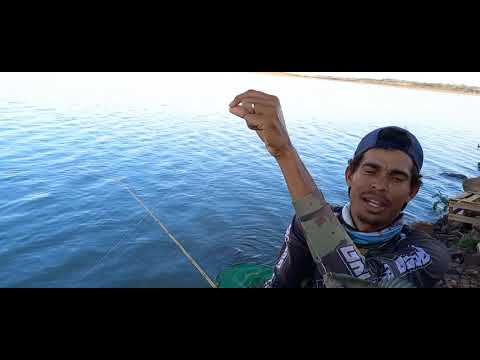 Pescaria de tilapia Rio marinheiro A ceva funcionou vem