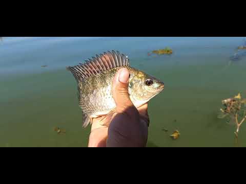 Pescaria de tilapias selvagens cara tá maluco tem tilapia