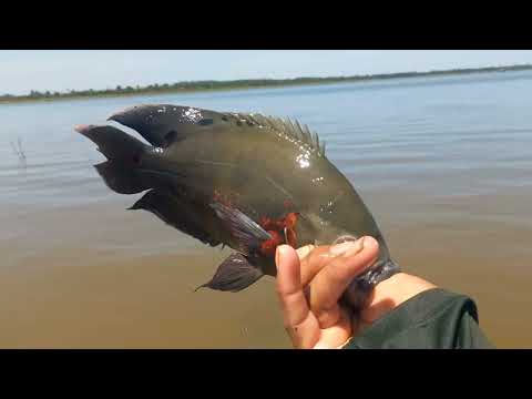 Primeira Pescaria após a piracema Só Gigantes tilapias