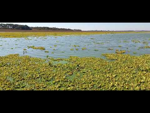 Aí vc chega animado na ceva de tilapia e descobre que não