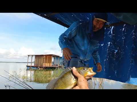 Nessa Pesca caipira só saiu os Brutos tilapias tucunare