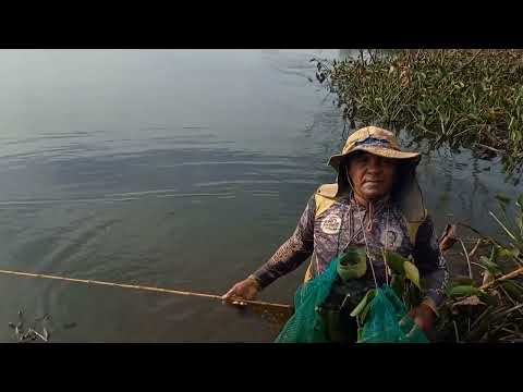 Pescaria raiz Pescaria caipira essa técnica infalível só