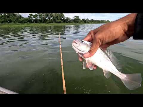Pescaria de corvinas e tucunaré no Rio marinheiro aqui você