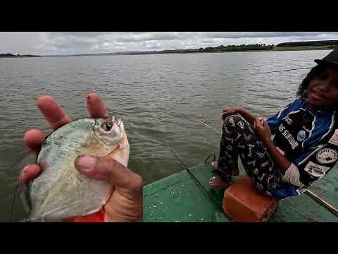 Só gigantes na varinha de bambu Pacu caranha tilápias
