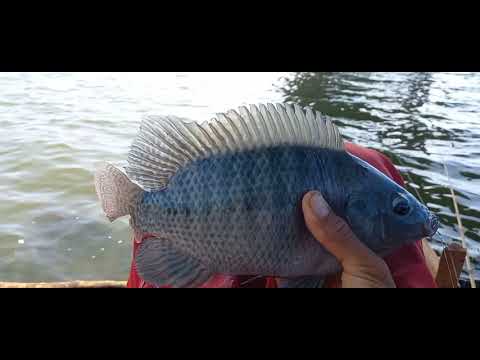 Pescaria de tilapia nativas voltei na ceva antiga e ganhei