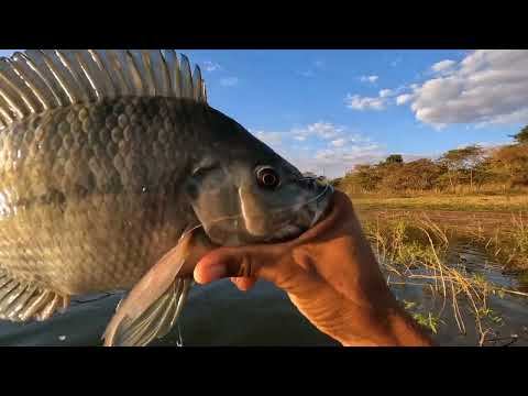 Só tilapia gigante nessa Pescaria Raiz teve até tucunare e
