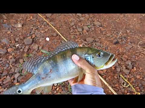 No pilar da ponte onde junta muito camarão é peixinho os