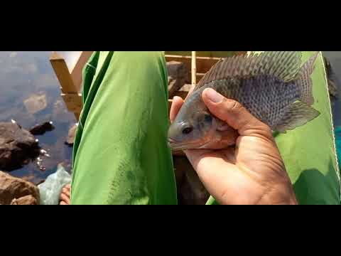 Pescaria de tilapia Até quem não gosta de pescar vibra de