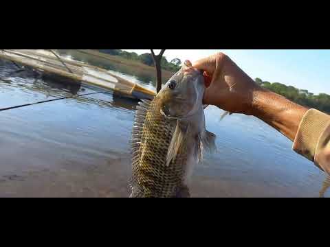Pescaria de tilapia no Rio Grande Um peixe por segundo