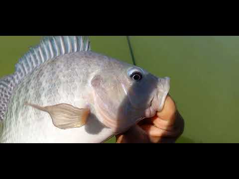Pescaria de tilapia Selvagens O cardume de tucunare