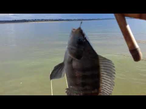 pescaria de tilapia selvagem no rio marinheiro garanti o