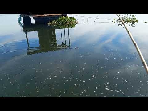 Pescaria no Rio turvo o dia dos monstros chegou que loucura