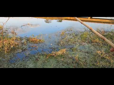 Pescaria de traíra com bambuzinho e boia no corgo que