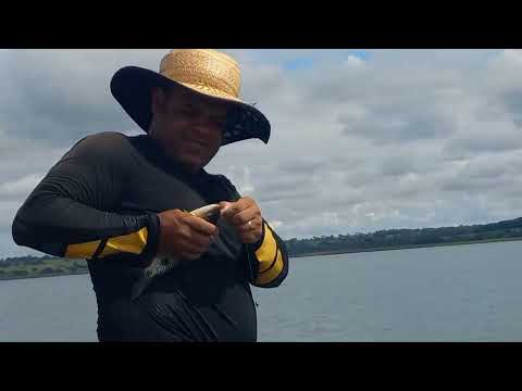 Pescaria Raiz de tilapia selvagens e porquinhos Gigantes na