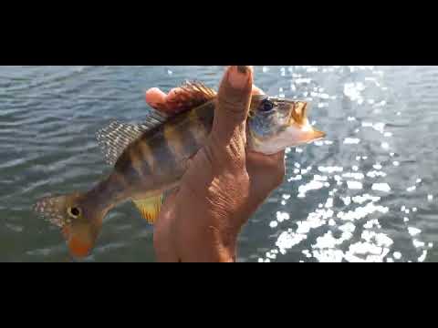 Pescaria de traíra como você nunca viu tucunare tilapia nem