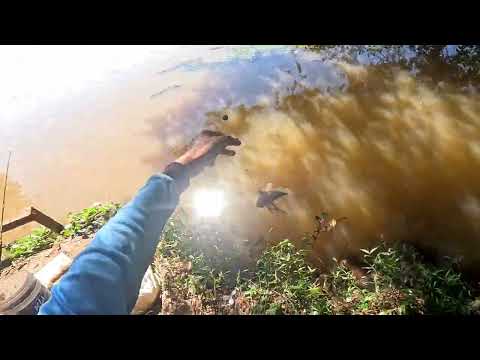 Pescaria de Piauçu e pacu no Peito de frango Os gigantes