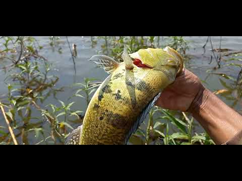 Pescaria Mais uma pesca de arrepiar o cabelo varinha 2 30