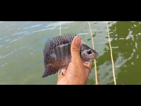 Pescaria de piau 3 pinta e curimba com bichinho de laranja