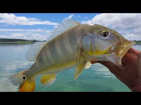 Pescaria de tilapias selvagens e Tucunare Pescamos e