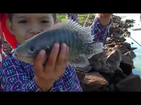 Pescaria As bocudas viéram tilapia nativa fritamos na hora