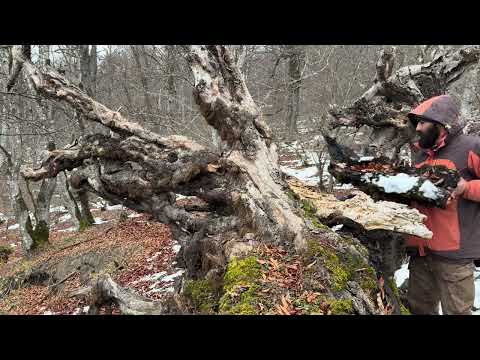 Bushcraft in a snowstorm How I built a shelter inside tree