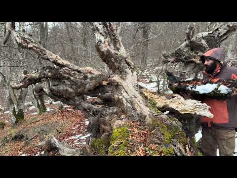 Trapped 2 Days in a 17 C Blizzard Cabin tree trunk shelter