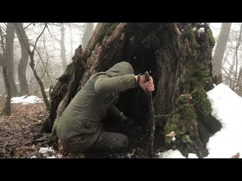 Can I survive in a foggy snowy forest at 5 C inside a tree