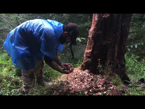 Rainforest and Bushcraft solo Camping in rainforest