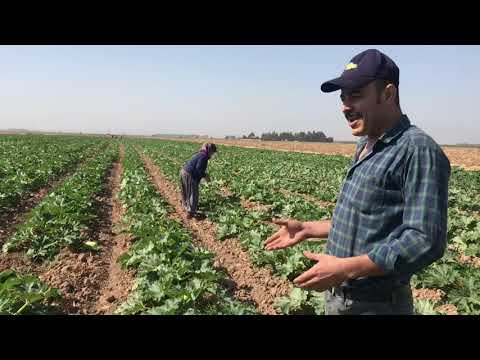LEZZETLİ YEMEKLER İÇİN KABAK HASADI Köy Hayatı Organik