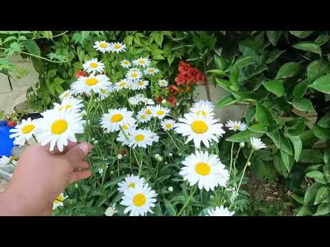 DEĞİŞEN SÜPER KÖY EVİ VİLLA GİBİ TAVUK KÜMESLERİ FIRINDA