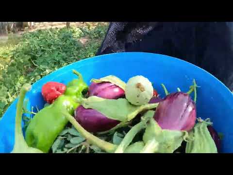 KÖY HAYATI GELİN İLE KAYINVALİDE YAŞAMI LEZZETLİ KÖY