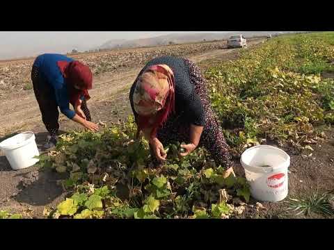 LEZZET KÖYÜ DOLU DOLU LEZZETLİ YEMEKLER İÇİN SALATALIK ACUR