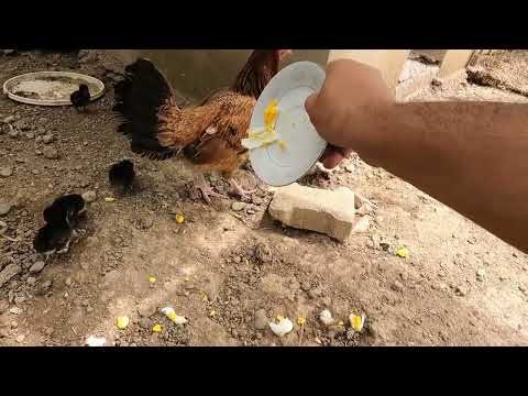 KÖYDE PARÇA PARÇA BÜYÜK BÜTÜN KUZU DAĞITIMI ANNEM KÖY EVİ