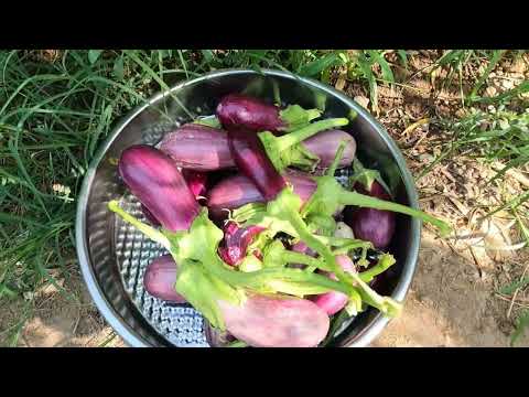 ANNEM VE ABİM EN SEVDİĞİ YEMEK EN LEZZETLİ KÖY EVİ YEMEĞİ