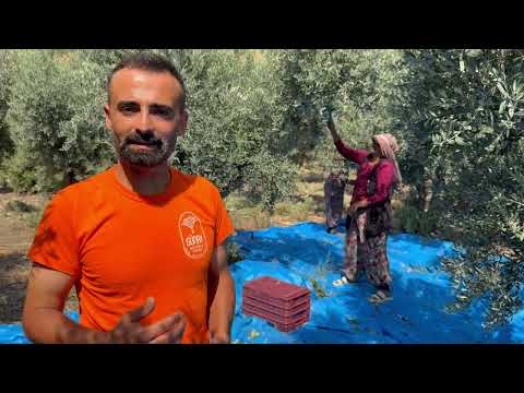 Yüksek Dağlarda Zeytin Hasadı Yeşil Zeytin Yapımı 4K HD