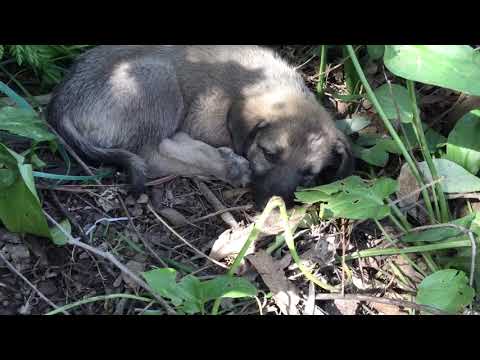 Yavru Kangal köpeği ayağından bakın ne çıktı
