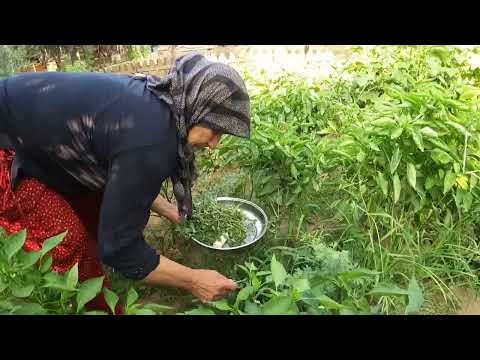 KÖYDE YAŞAM ODUN ATEŞİNDE ARANAN OSMANCIK BÖREĞİ LEZZETLİ