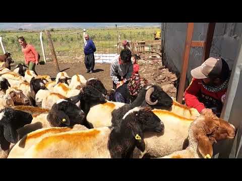 YENİ KÖYDE KISIR YEMEĞİ KOYUNLAR KUZULAR BULUŞMASI DAĞ EVİ