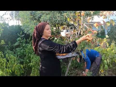 SON HURMA VE BİBERİ TOPLUYORUZ ANNEMİN KÖY EVİ TEMİZLİĞİ
