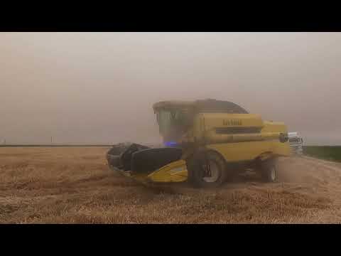 SÜPER BUĞDAY HASADI BAŞLADI EKMEK LİK BUĞDA HÜSEYİN AMCA