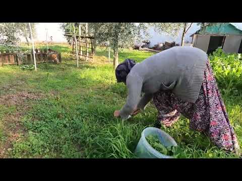 İNANILMAZ ŞİFALI LEZZET KIŞ AYI SOBA DA PİŞEN BİR KÖY YEMEĞİ