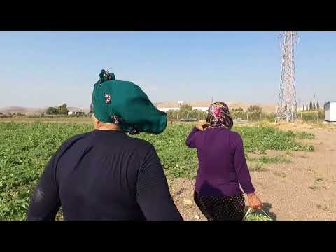 TARLADAN TAZE TEPSİ TEPSİ YAPTIĞIMIZ ODUN ATEŞİNDE SEMİZ