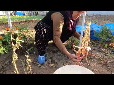 KIŞIN LEZZET YEMEKLER İÇİN ZEYTİN HASADI KÖY EVİ YENİ