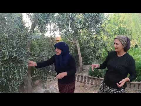 KÖY HAYATI YEŞİL ZEYTİN HASADI KAHVALTIDA BU LEZZETE