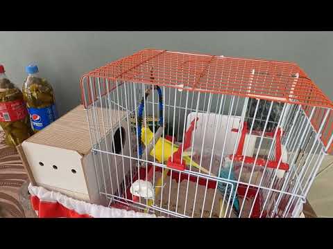 YENİ EV TANDIRI TAVUKLU PİDE KIYMALI PİDE YAPTIK KÖY EVİ